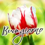 buongiorno fino a notte android application logo